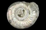Iridescent, Pyritized Ammonite Fossil - Russia #175048-1